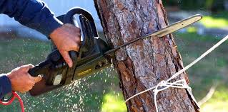 Best Arborist Consultation Services  in Highgrove, CA
