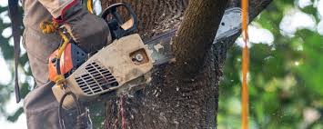 Best Leaf Removal  in Highgrove, CA