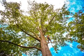 Best Commercial Tree Services  in Highgrove, CA