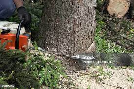  Highgrove, CA Tree Care Pros