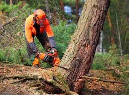 Highgrove, CA Tree Care Company