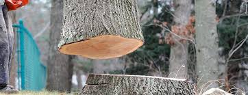 Best Firewood Processing and Delivery  in Highgrove, CA