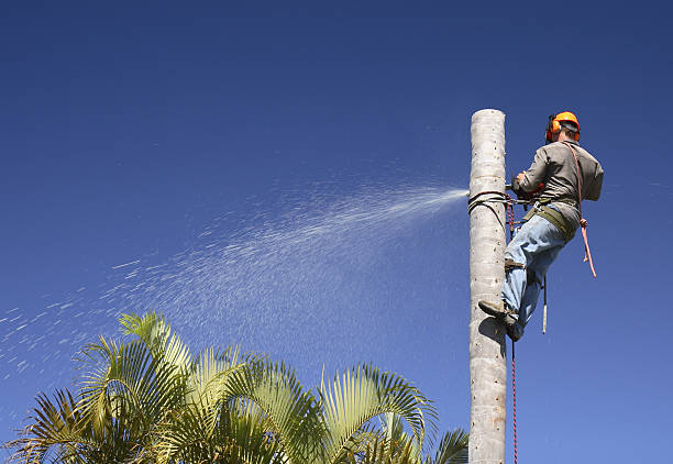 Best Tree Trimming and Pruning  in Highgrove, CA