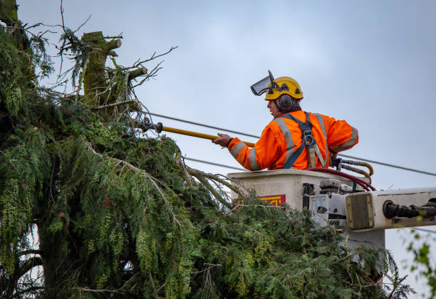 How Our Tree Care Process Works  in  Highgrove, CA
