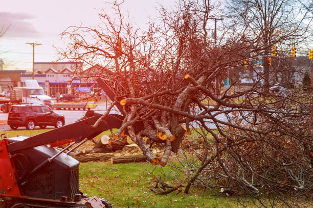 Best Storm Damage Tree Cleanup  in Highgrove, CA