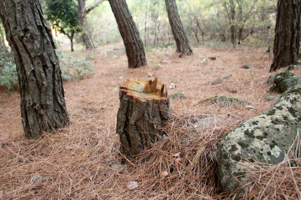 Best Tree Cabling and Bracing  in Highgrove, CA