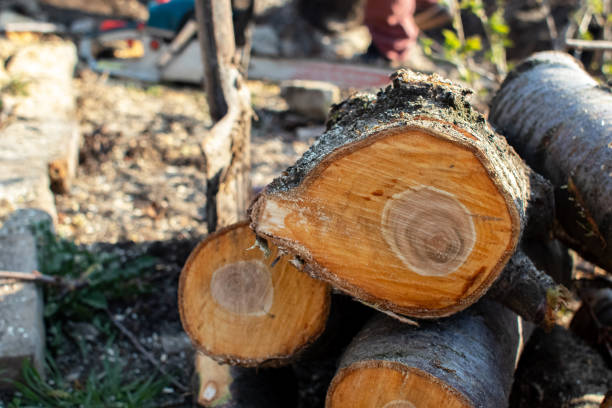 Best Hazardous Tree Removal  in Highgrove, CA