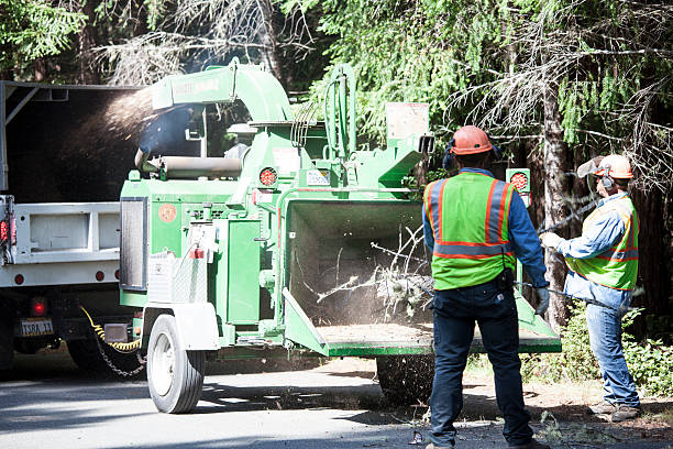 Best Emergency Tree Removal  in Highgrove, CA
