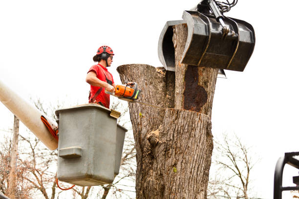 Best Tree Disease Treatment  in Highgrove, CA