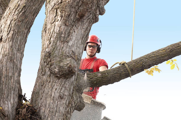 Best Tree Preservation Services  in Highgrove, CA