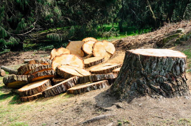 Best Commercial Tree Services  in Highgrove, CA